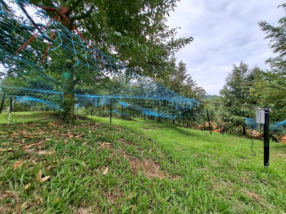 Smart nets rigged across durian trees on a slope