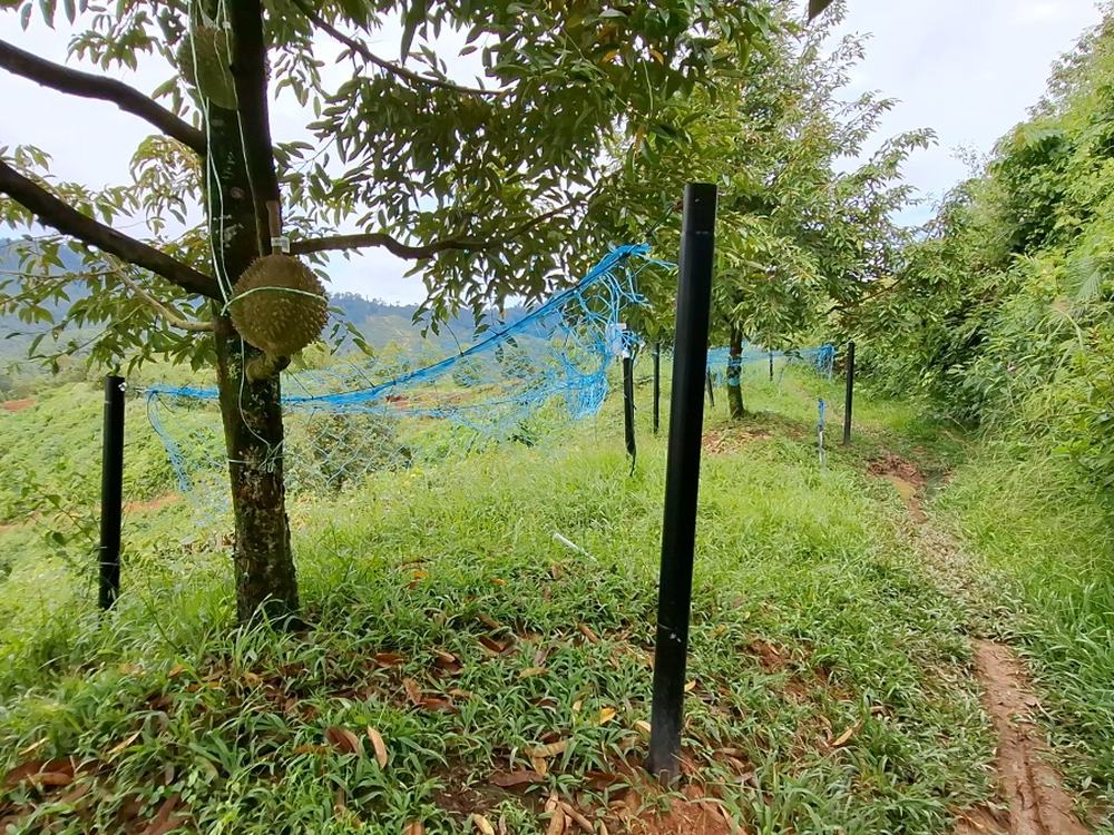 Smart nets along a hillside terrace with fruit on the tree