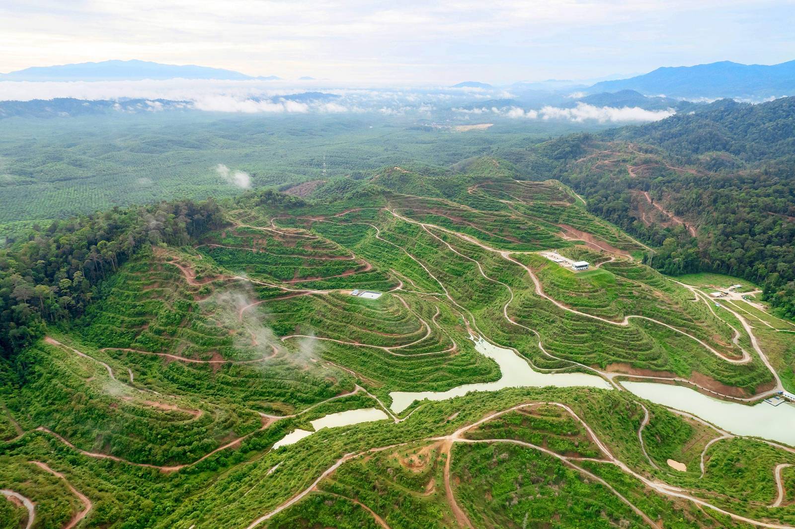 Aerial view of a terraced durian plantation