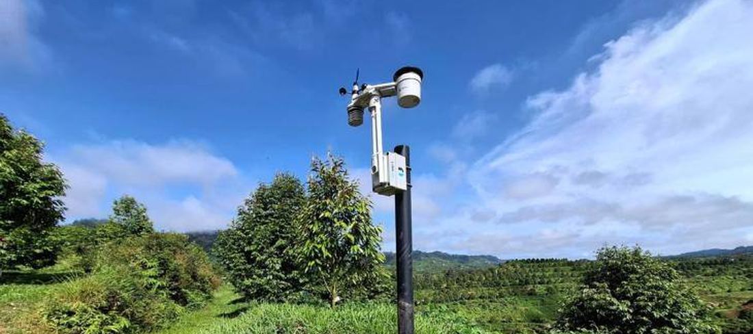 Solar-powered LinkWeather station on a ridge above the plantation