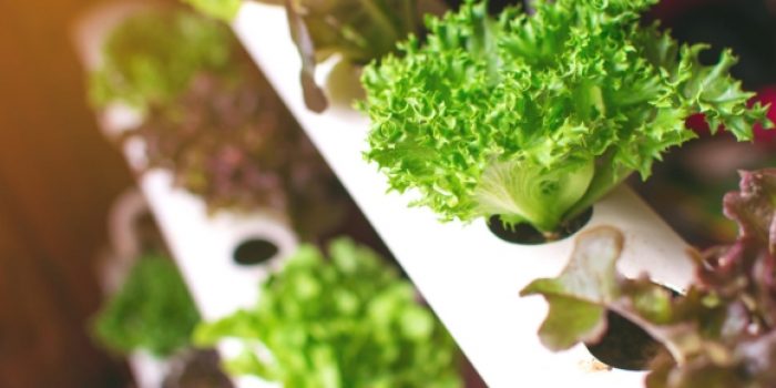 Smart Hydroponics